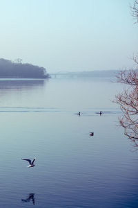 Swans swimming in lake against clear sky