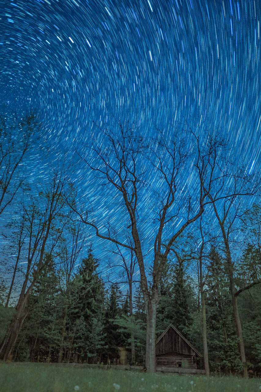 VIEW OF BARE TREES IN FOREST