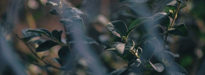 Close-up of plant against blurred background