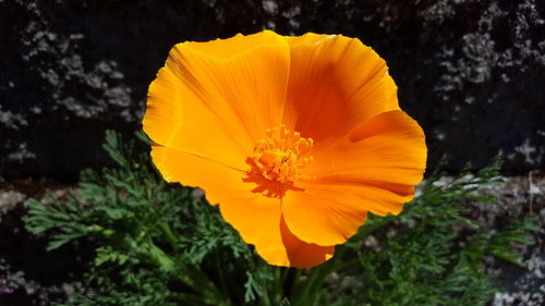 Close-up of yellow hibiscus blooming outdoors