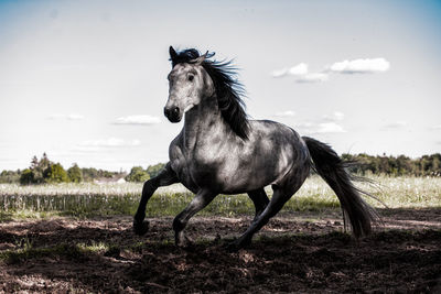 Horse standing in a field