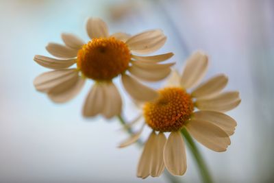 Close-up of yellow flowers