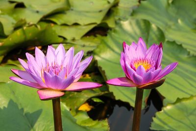 Close-up of lotus water lily in lake