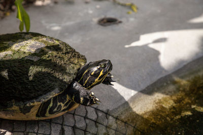 Yellow bellied turtle trachemys scripta scripta swims in a pond in southwest florida in search of 