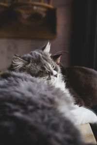 Close-up of cat sleeping