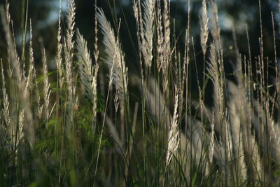 Close-up of wheat growing on field