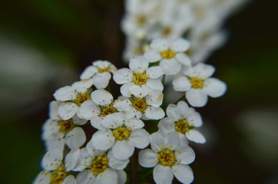 Close-up of white flowers