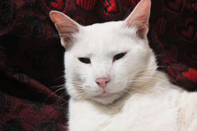 Close-up portrait of white cat sitting at home