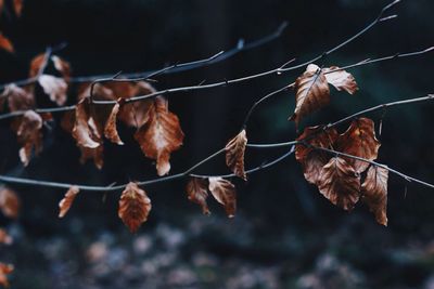 Close-up of dry autumn leaves on twigs