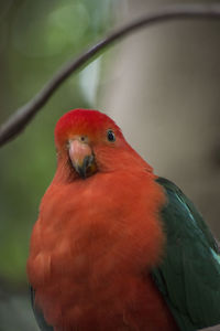 Close-up of parrot perching on branch