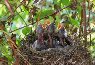 View of birds in nest