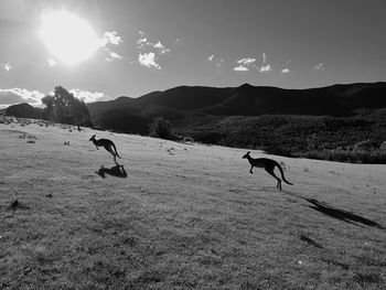 Kangaroos on landscape against sky