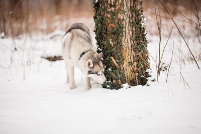 View of dog on snow covered land