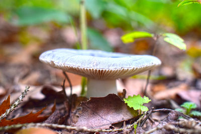 Close-up of mushroom growing on field