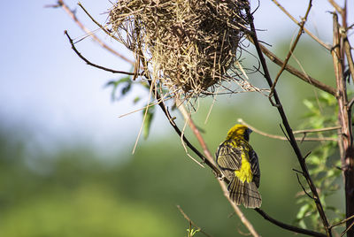 Low angle view of bird perching on tree