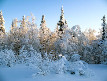 Snow covered trees on field against sky