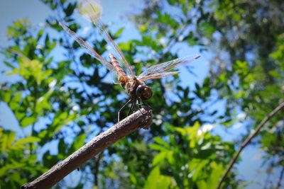 Low angle view of dragonfly on plant against sky