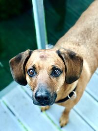 Close-up portrait of dog looking at camera