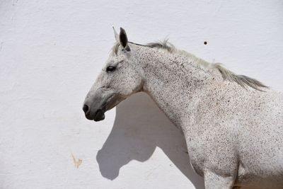Side view of horse