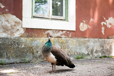 Bird on a wall of a building