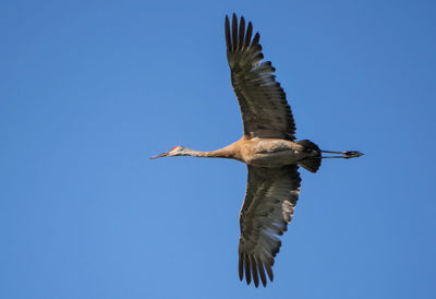 Low angle view of crain flying