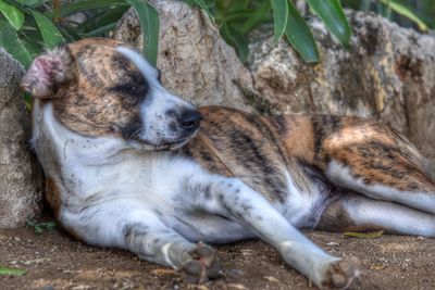 View of a dog resting