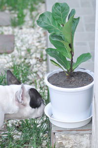 Cat and potted plant in a pot