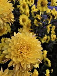 Close-up of yellow dahlia flowers
