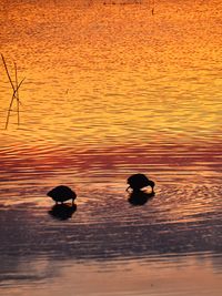 Silhouette ducks swimming on lake during sunset