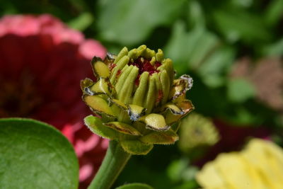 Close-up of red flower