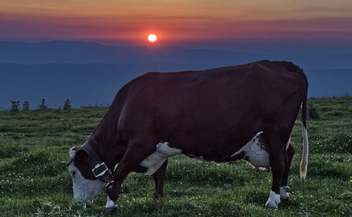 Horse grazing on field during sunset