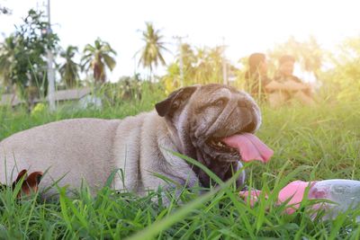 Close-up of dog on field