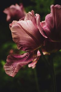 Close-up of day lily