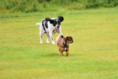 Dog running on grass