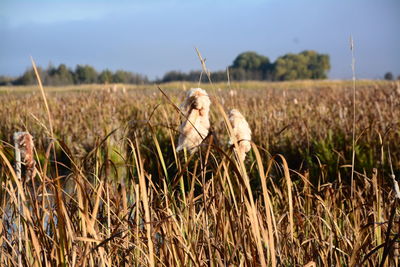 Close-up of sheep on field against sky