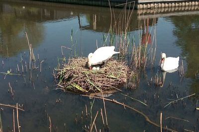 View of swans swimming in lake