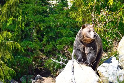 Lion sitting on rock against trees
