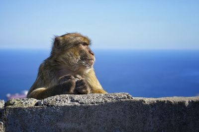 Monkey sitting on rock