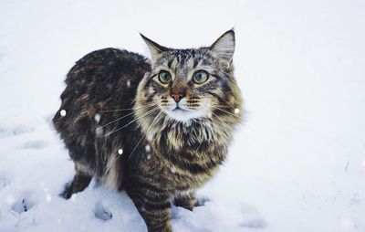 Close-up of a cat on snow