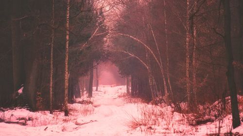 Snow covered trees in forest
