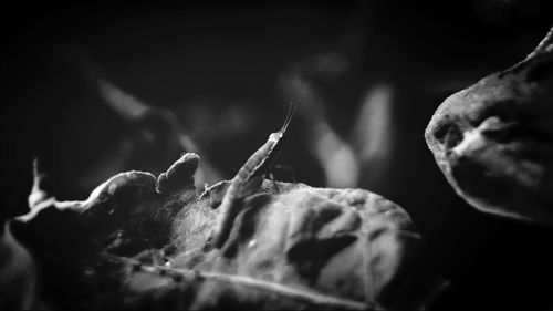 Close-up of plant against blurred background