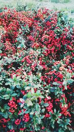 High angle view of red flowering plants