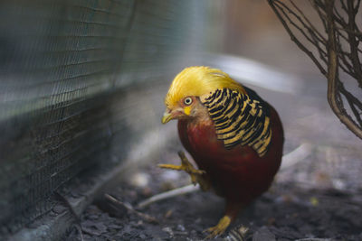 Close-up of bird against blurred background