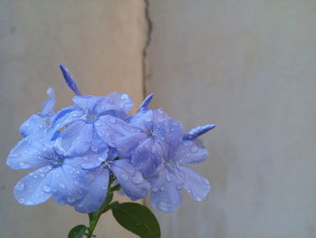 Close-up of purple flower