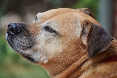 Close-up of dog