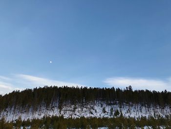 Scenic view of forest against sky