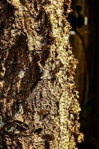 Close-up of tree trunk against blurred background
