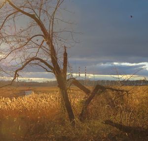 Bare tree on field against sky