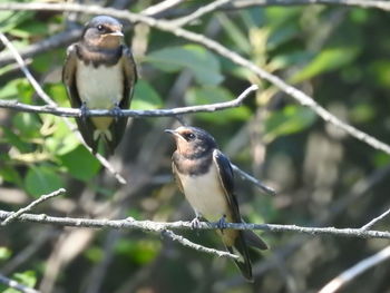 Close-up of birds perching on branch