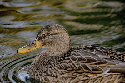 Close-up of duck on water